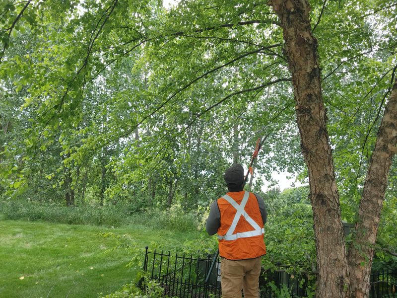 Tree Trimming