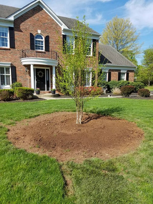 Tree Removal