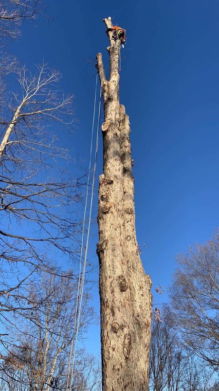 Tree Removal gallery