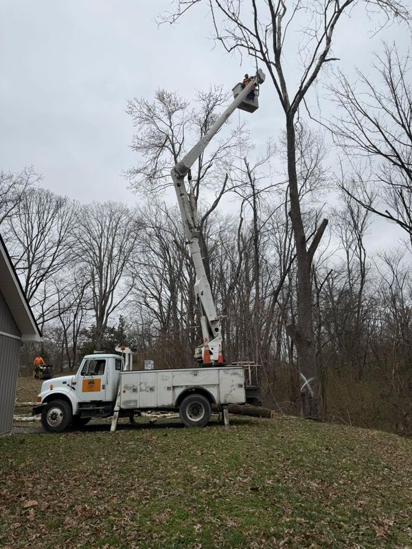 Other Tree Services