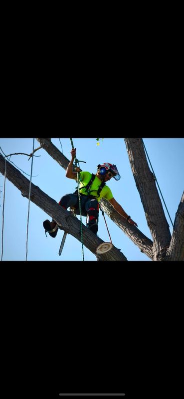 Tree Removal gallery