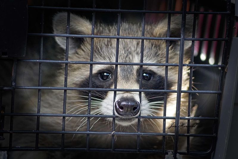 Humane Animal Trapping and Relocation