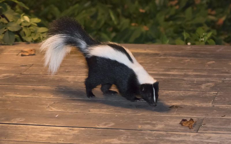 Skunk Removal