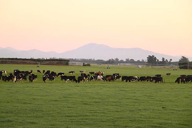 Livestock Pest Control