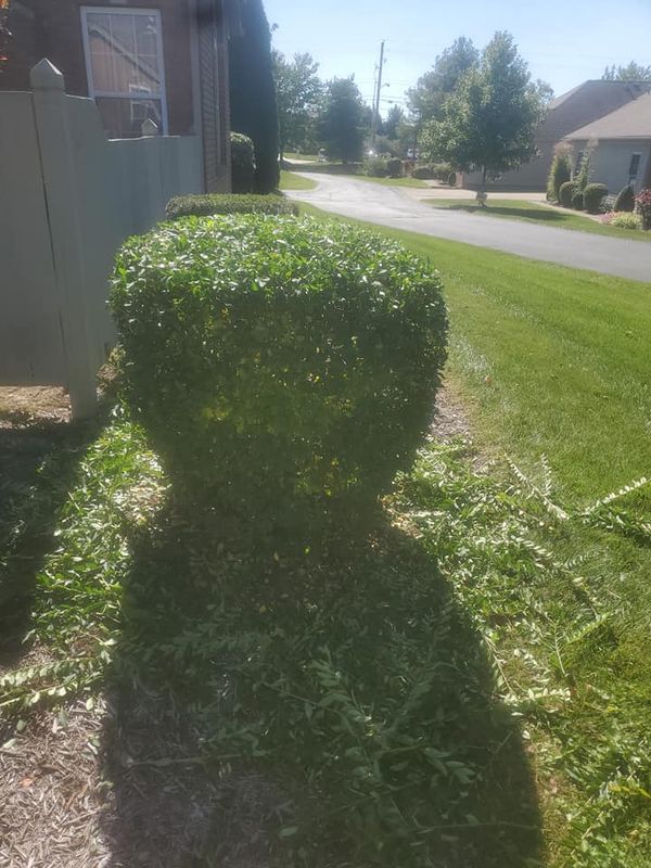 Tree & Shrub Care