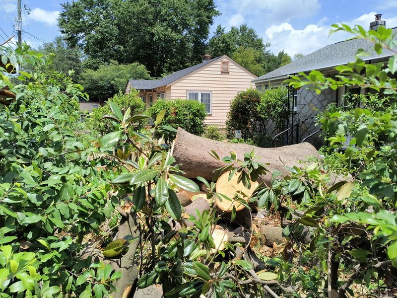 Tree Removal