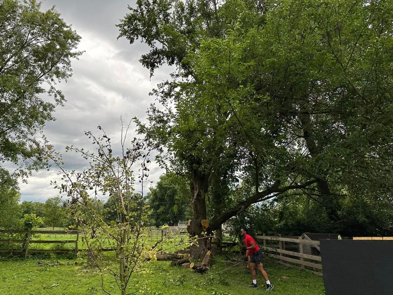 Tree Removal