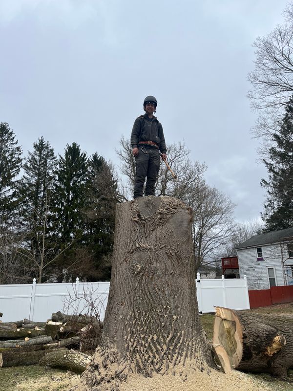 Stump Removal / Stump grinding