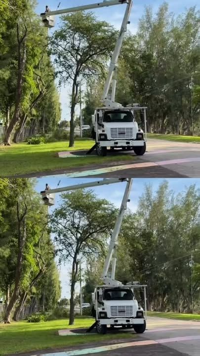Tree Trimming
