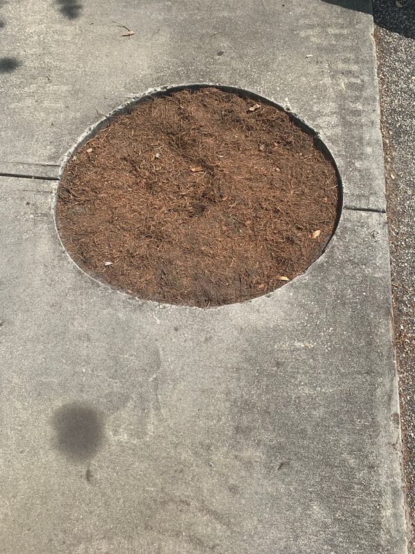 Tree Removal