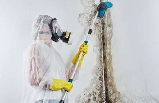 Mold Remediation