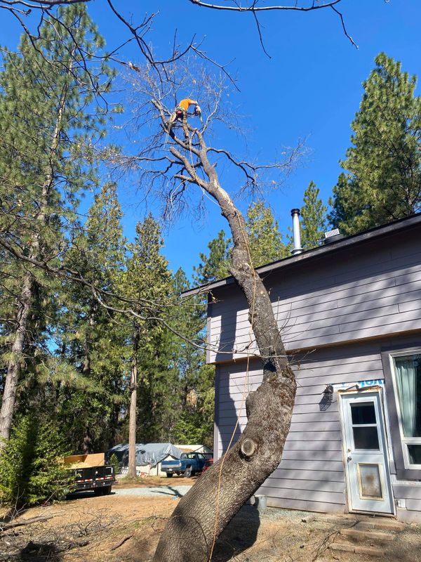 Hazardous Tree Services