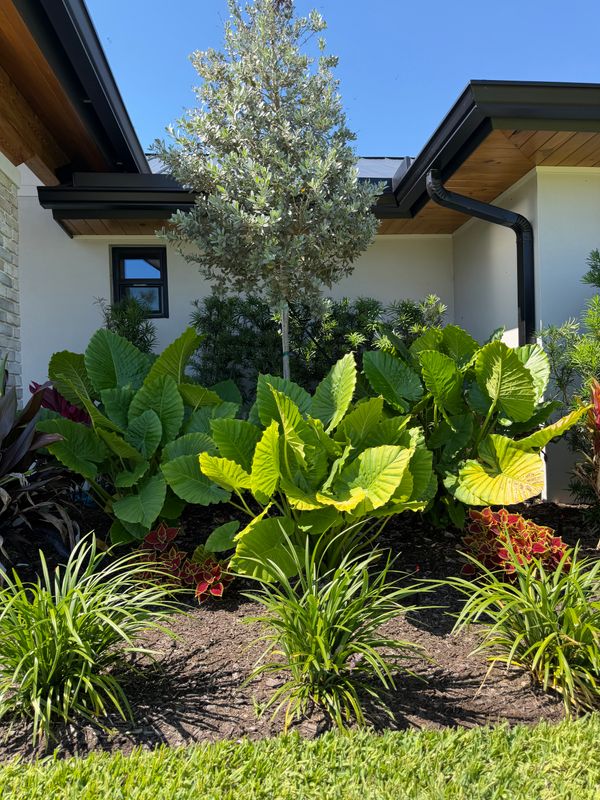Tree and Shrub Care