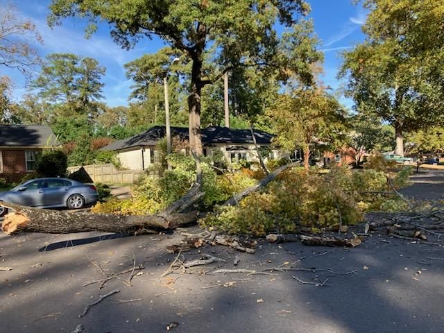 Tree Removal