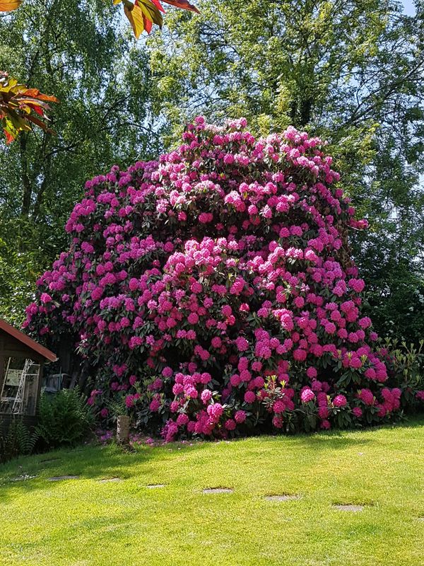 Garden Design and Installation