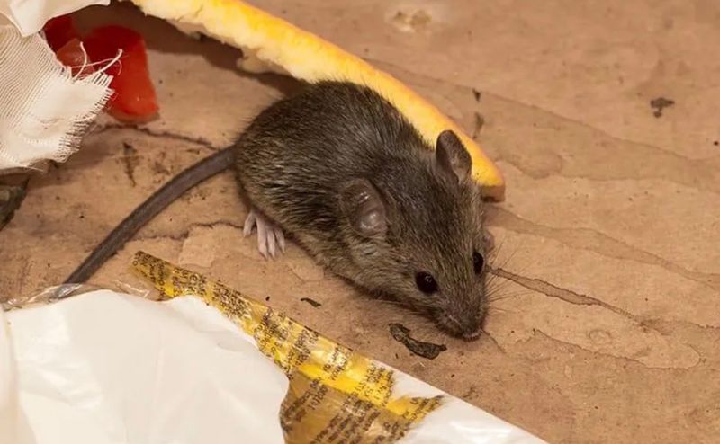 Rodent Control Services