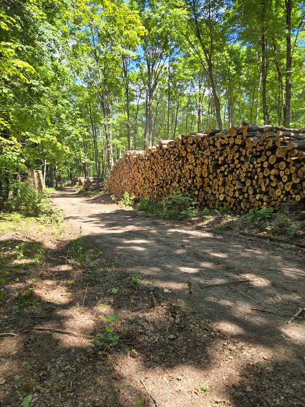 Timber Harvesting