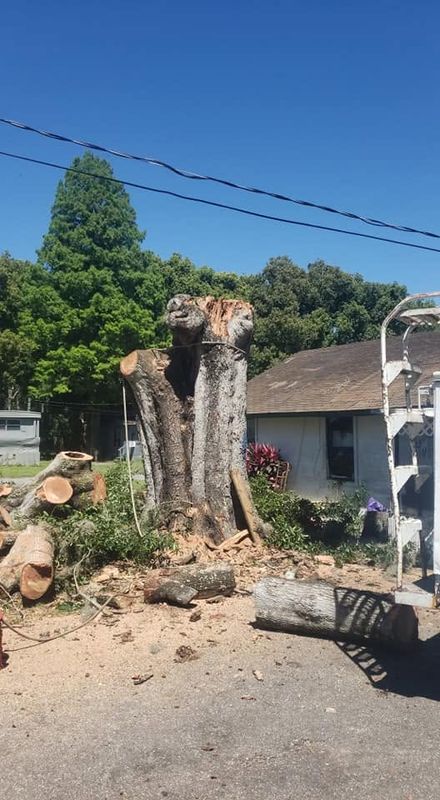 Tree Removal