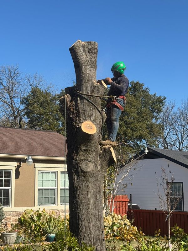 Tree Removal