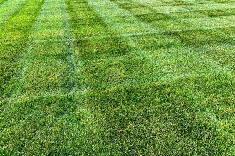 Lawn Maintenance