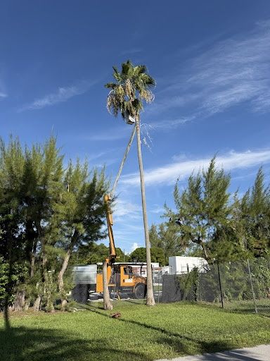 Tree Trimming