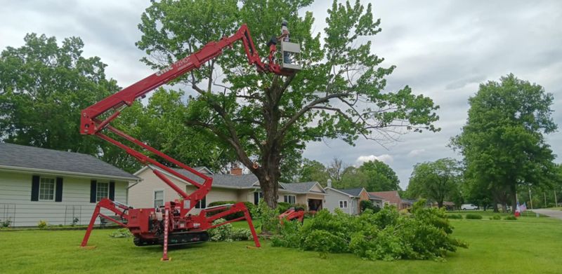 Tree Trimming