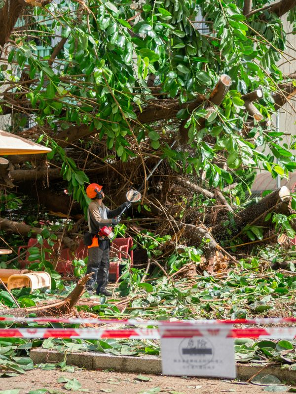 Tree Trimming & Removal