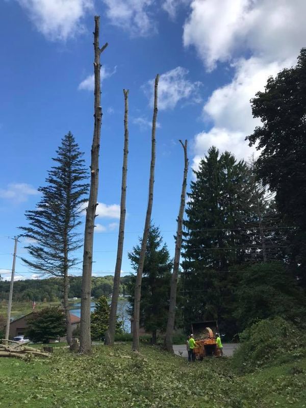 Tree Removal gallery