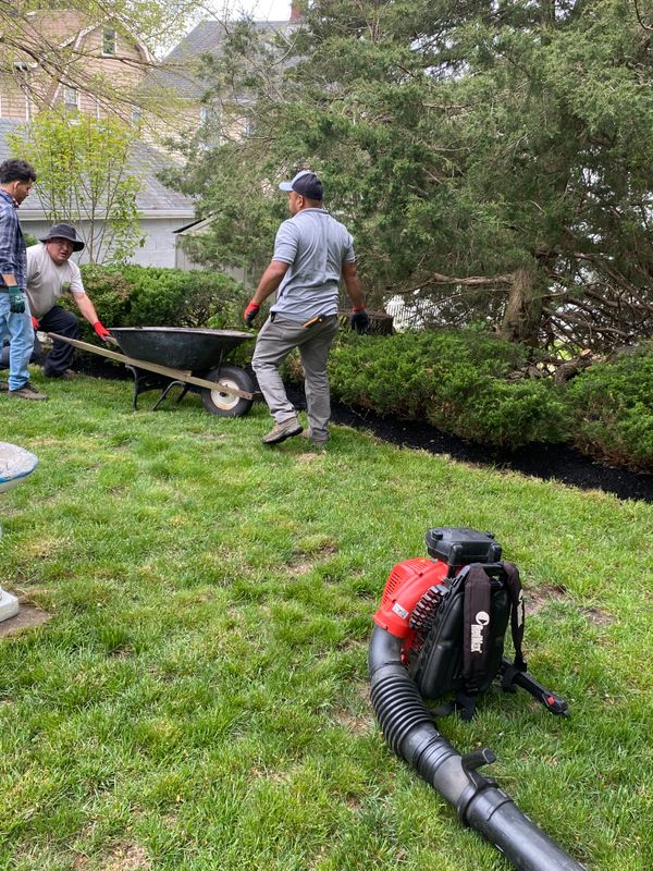 Shrub Trimming