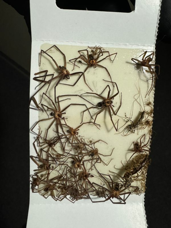Pest Control