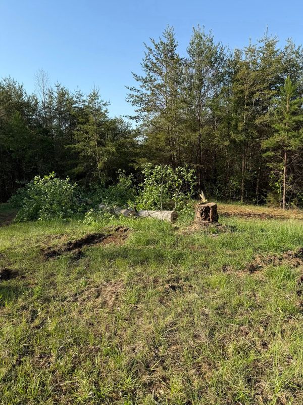Tree Removal gallery