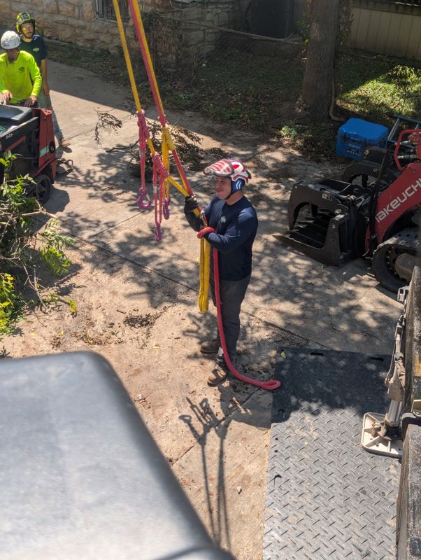 Tree Removal