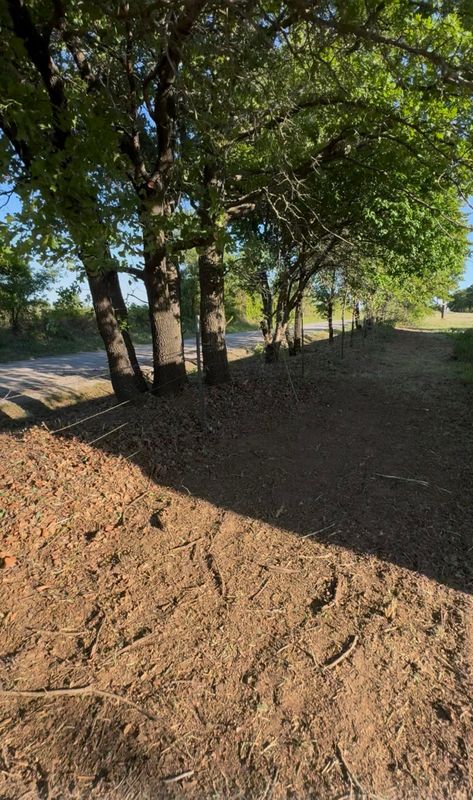 Tree Removal