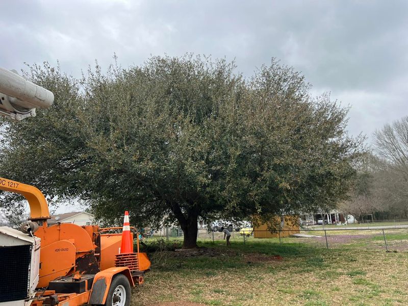 Tree Removal gallery