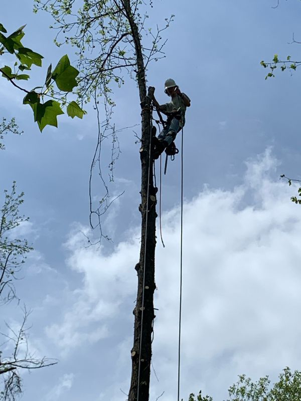 Tree Services
