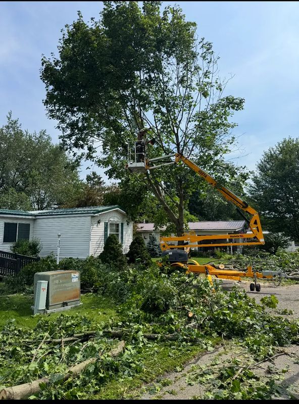 Tree trimming 