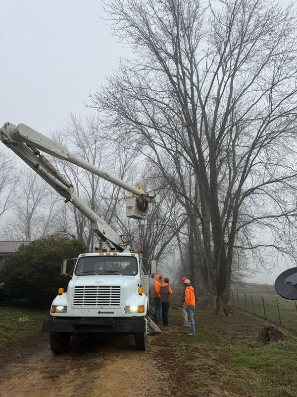 Tree Trimming