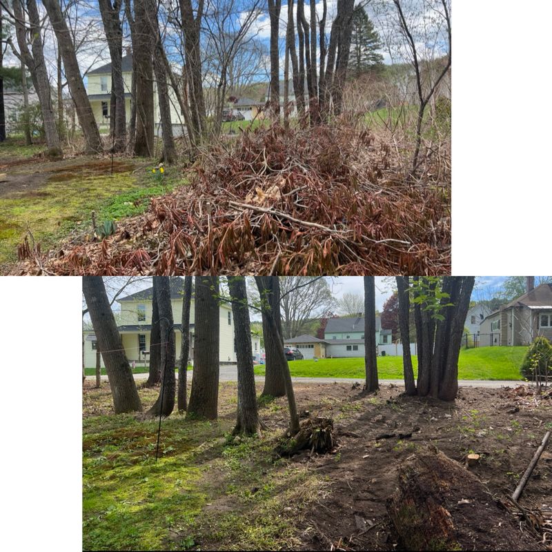 Brush Removal