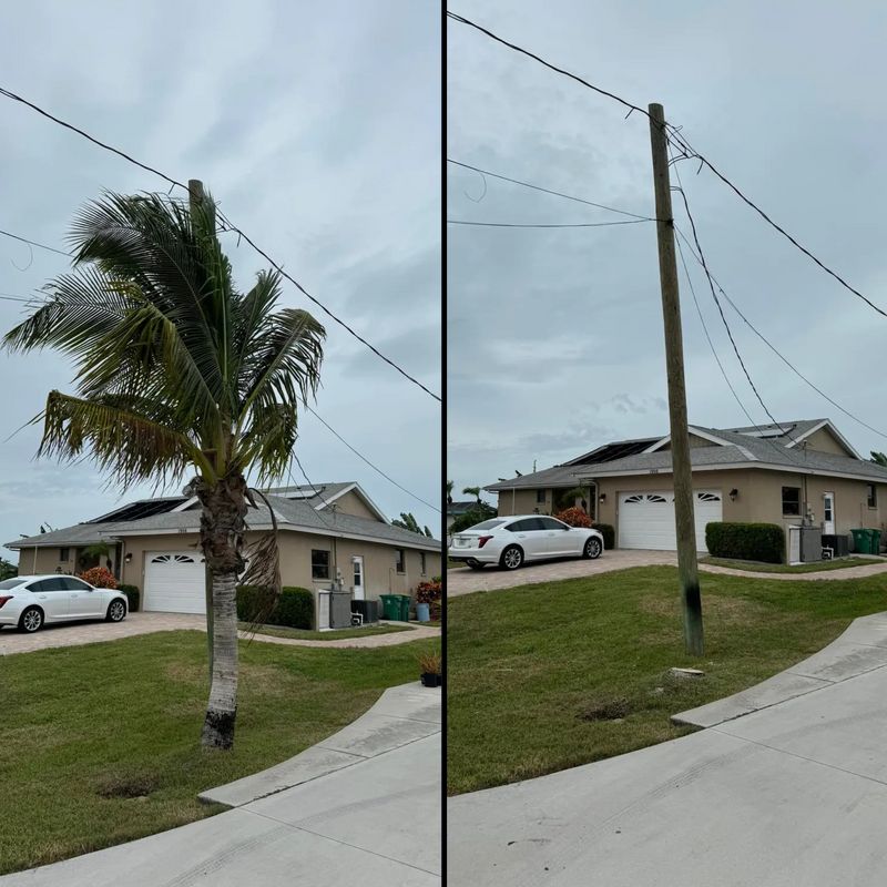 Tree Removal