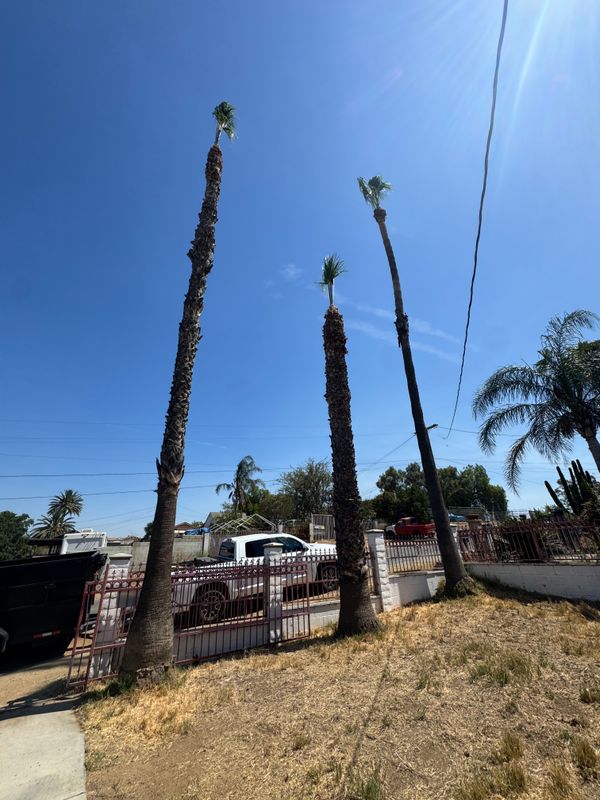Tree Trimming
