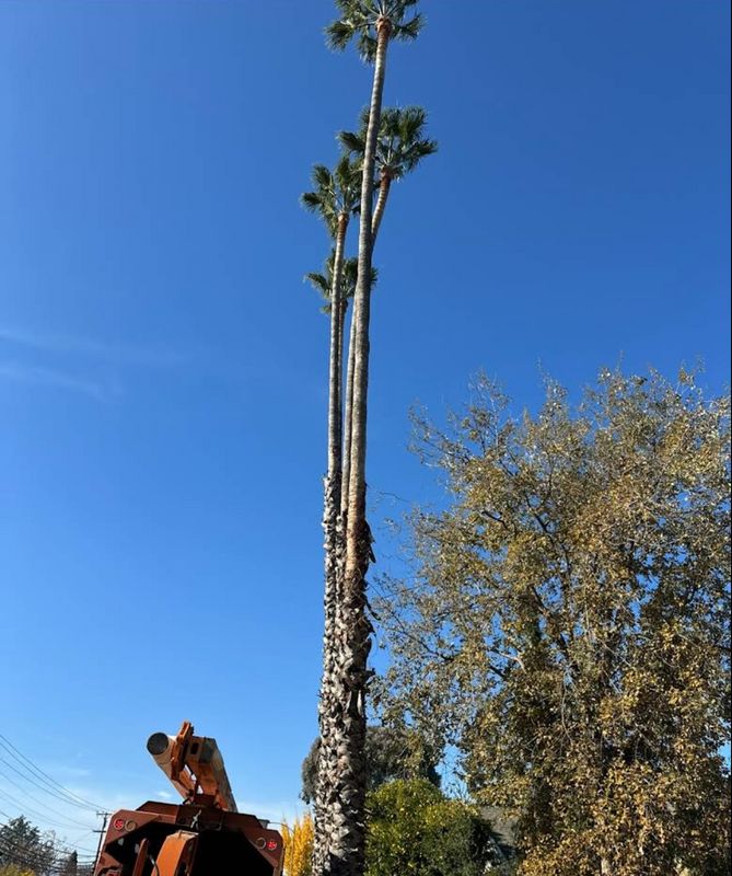 Tree Services