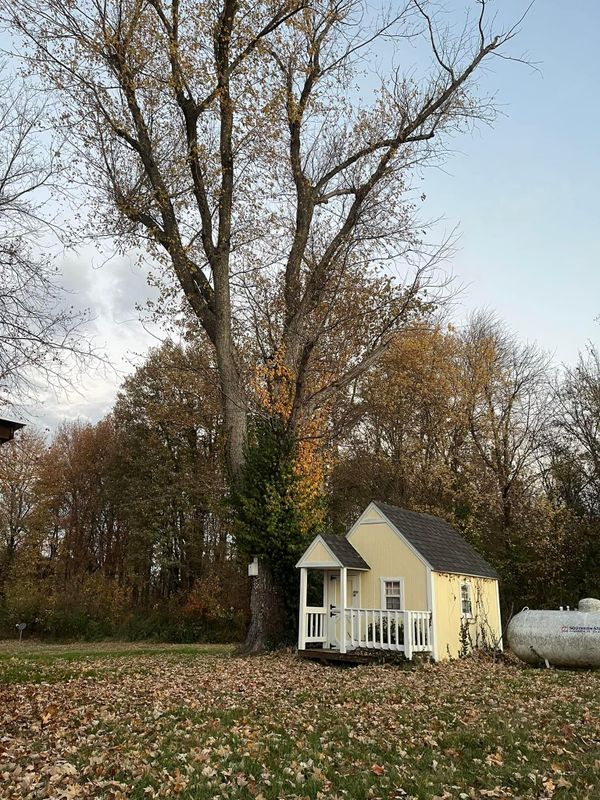 Tree Removal