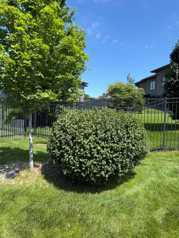 Tree & Shrub Care