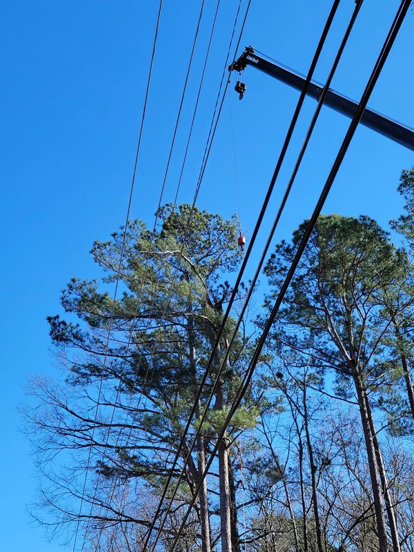 Tree Removal