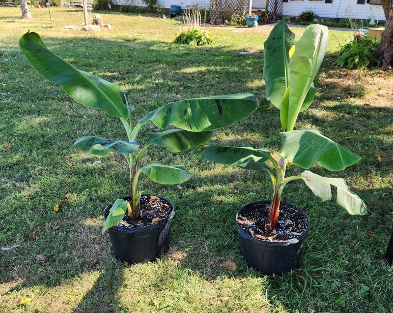 Garden Care and Planting