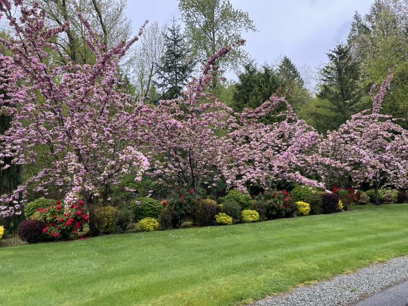 Shrub Trimming