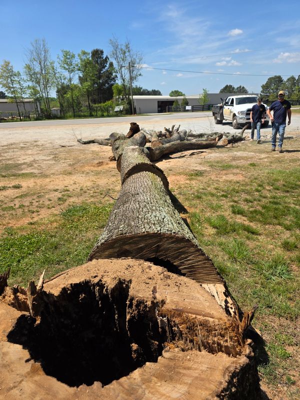 Tree Trimming & Removal