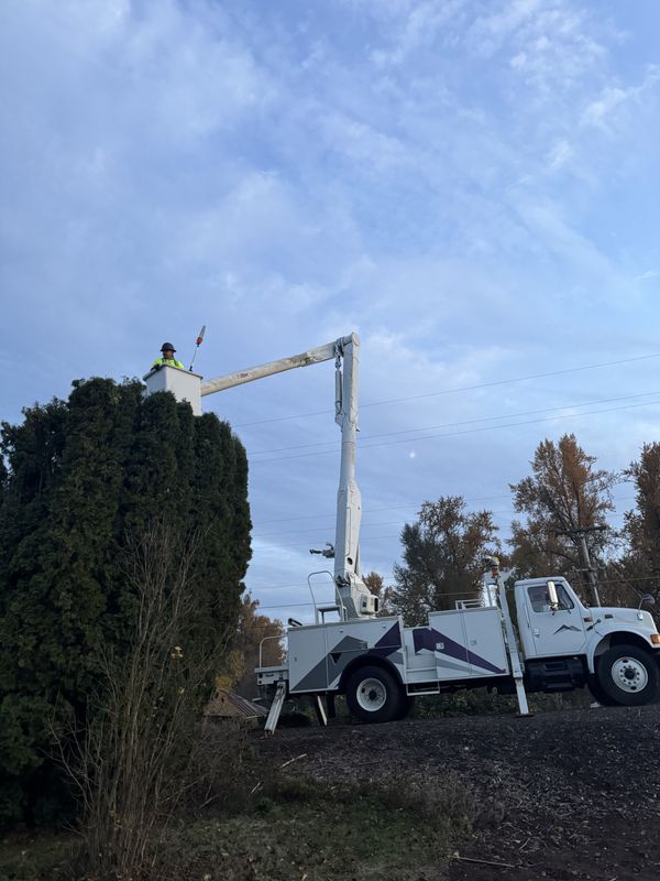 Tree Trimming