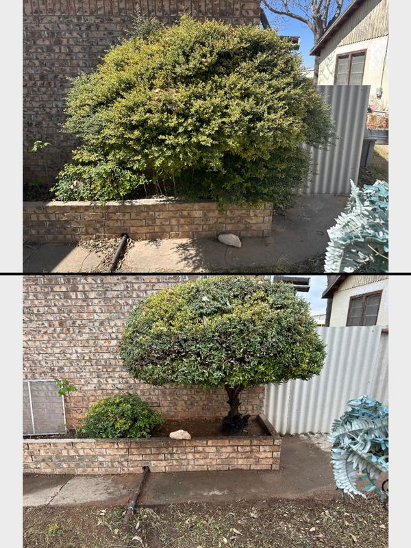 Shrub Trimming