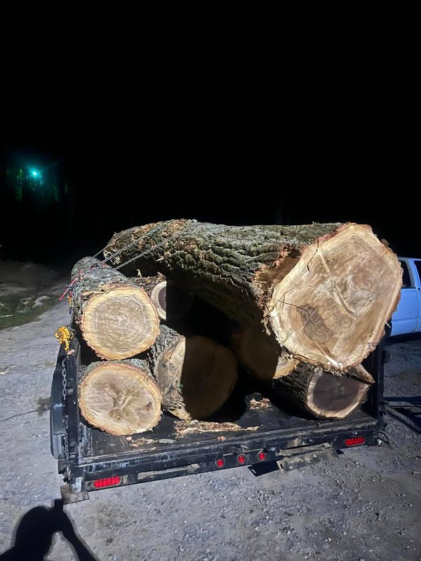 Tree Removal gallery